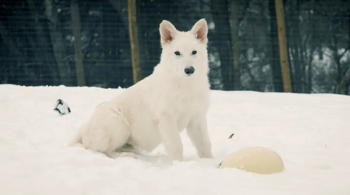 Dire Wolf De‑Extinction: How Colossal Biosciences Revived the Ancient Canine