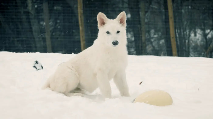 Dire Wolf De‑Extinction: How Colossal Biosciences Revived the Ancient Canine